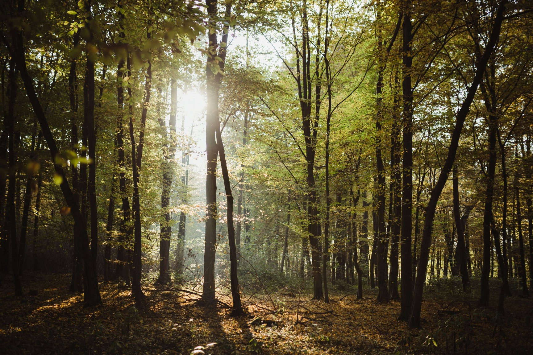Sunlight breaking through a misty forest